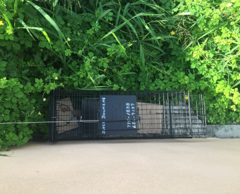 cat traps 2.png